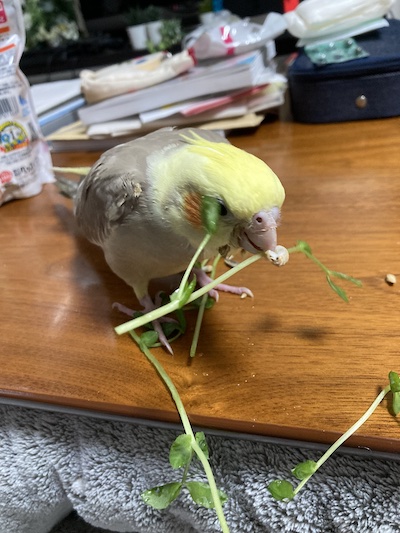 豆苗を食べるオカメインコ