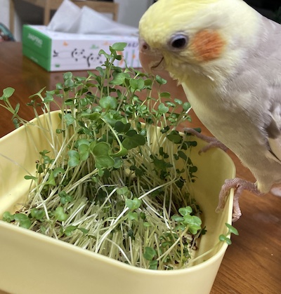 スプラウトとオカメインコ