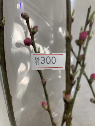 花桃300円