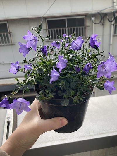 植え替えた直後