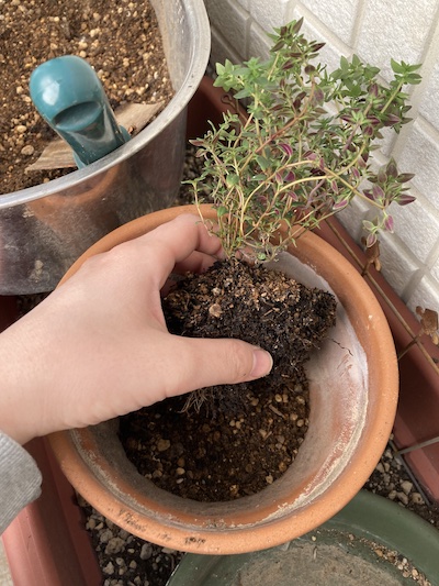 タイムを植え付ける